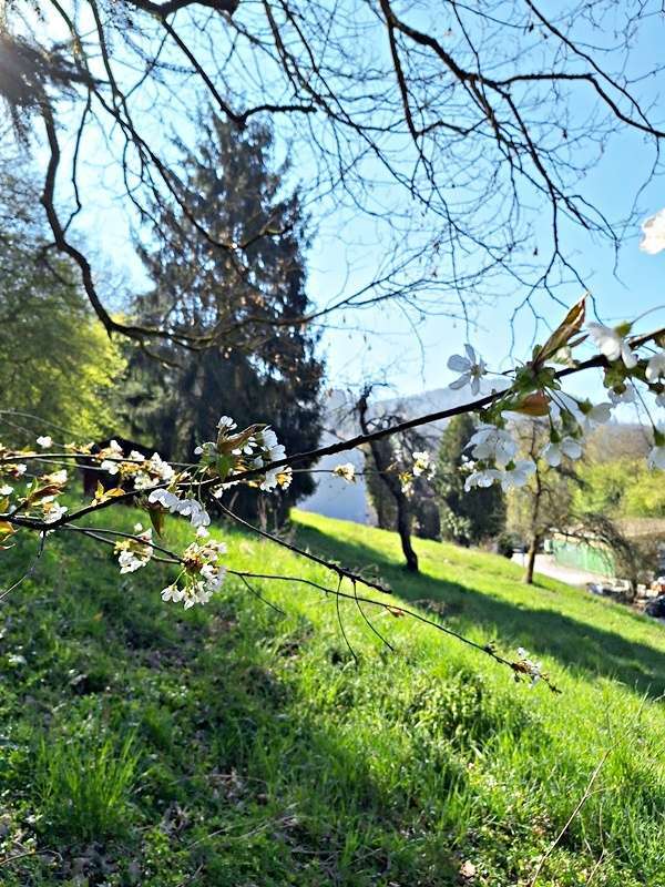 Grundstück zu verkaufen in Calw-Hirsau 185.000 € 1240 m²