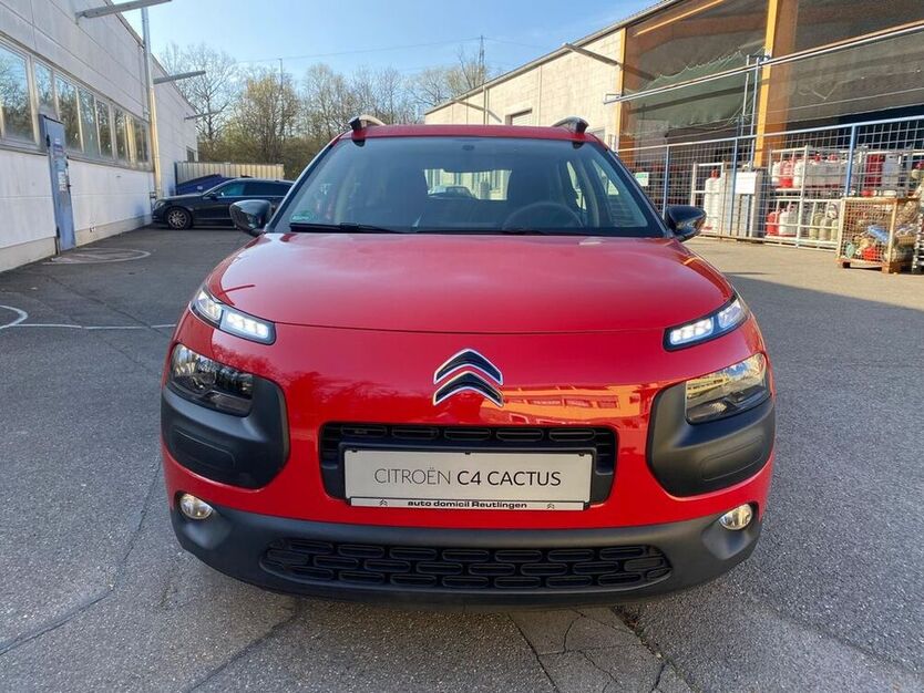C4 Cactus