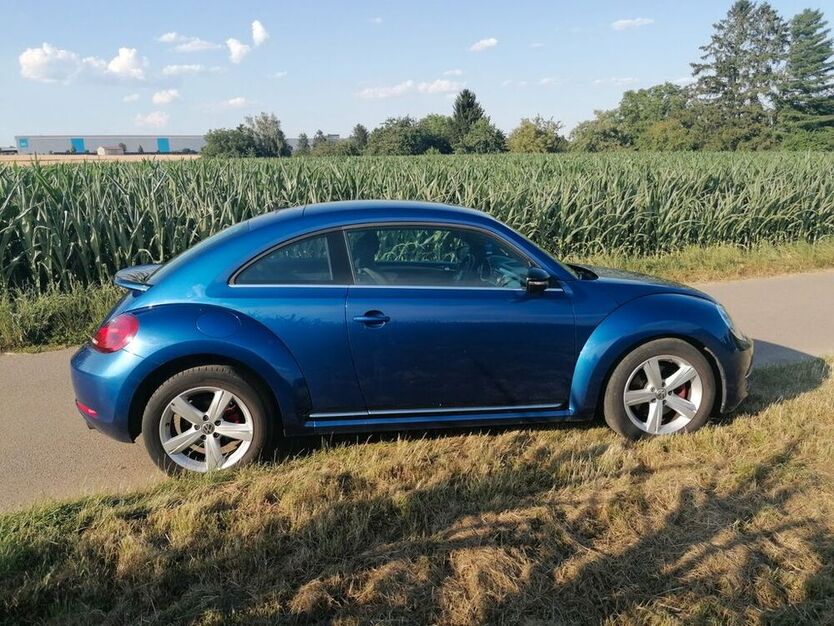 Beetle