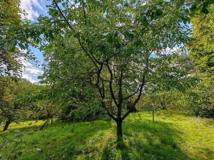 Obstwiese mit Hütte am Fuße der Achalm zu verkaufen