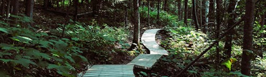 Baumwipfelpfad Schwarzwald