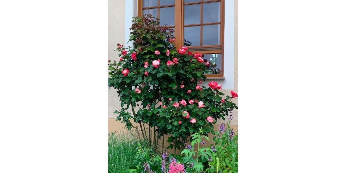 Endlich ankommen: bei sich und am HerzensOrt. - Einfamilienhaus Bad Liebenzell Maisenbach-Zainen | Angebot:26718104