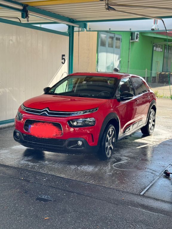 C4 Cactus